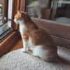 Ragu sucht ruhiges Zuhause