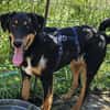 Käpten Balou sucht seine Crew