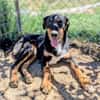 Käpten Balou sucht seine Crew
