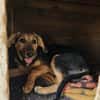 Amelie sucht mit Eifer ihr zu Hause