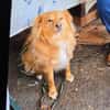 Simba sucht ein Zuhause