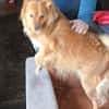 Simba sucht ein Zuhause