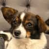 Louie - ein kleiner Herzensbrecher sucht sein Glück