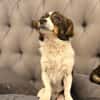 Louie - ein kleiner Herzensbrecher sucht sein Glück