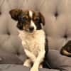 Louie - ein kleiner Herzensbrecher sucht sein Glück