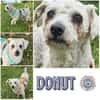 DONUT * weitgereiste Familienhündin