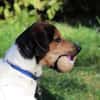 Boji sucht geduldige Besitzer