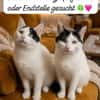 Tommy (links) m~1Jahr sucht seinen Platz