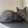 Berlioz