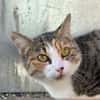 Pélagie
