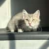 Bagherra