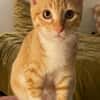 PÉPIN À ADOPTER AVEC UN CHAT DÉJÀ PRÉSENT CHEZ VOUS