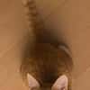 PÉPIN À ADOPTER AVEC UN CHAT DÉJÀ PRÉSENT CHEZ VOUS