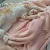 PÉPIN À ADOPTER AVEC UN CHAT DÉJÀ PRÉSENT CHEZ VOUS