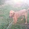 BUDDY