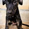 DUSTY