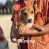 Mimmo