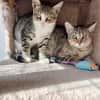 Hübsche, anhängliche Katzen Stig und Pola