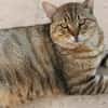 Katzenfreundlicher Kater Flick