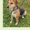 Joy sucht mit Wonne Ihre Familie