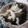 LUTZ + MR.JINGLES: gemeinsamer Neuanfang bei Maine Coon Fans