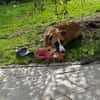 TIMMY  sucht sein Für-immer-Zuhause