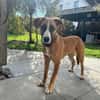 TIMMY  sucht sein Für-immer-Zuhause