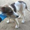 Rocky will an deiner Seite wachsen /PLZ  82284