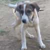 Rocky will an deiner Seite wachsen /PLZ  82284