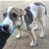 Rocky will an deiner Seite wachsen /PLZ  82284