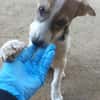 Rocky will an deiner Seite wachsen /PLZ  82284