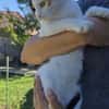 Liebe, hübsche Katze Profica