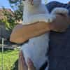 Liebe, hübsche Katze Profica