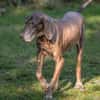 BIRKO: liebenswerter Senior sucht Ruhe und Geborgenheit