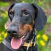 TULIO, unser bildhübscher Doberbube liebt all seine Menschen