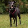METTY, bezaubernde Hundedame sucht ihren Lieblingsmenschen