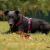 METTY, bezaubernde Hundedame sucht ihren Lieblingsmenschen