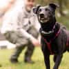 METTY, bezaubernde Hundedame sucht ihren Lieblingsmenschen