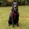 METTY, bezaubernde Hundedame sucht ihren Lieblingsmenschen