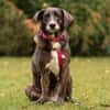 POLINA, Herzenshund und Sonnenschein