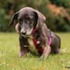 POLINA, Herzenshund und Sonnenschein