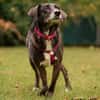 POLINA, Herzenshund und Sonnenschein