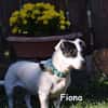 FIONA