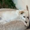 Misha sucht sein zuhause