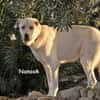 NANOOK