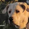 NANOOK