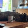 Horst sucht ein Zuhause