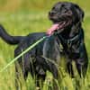 Ivar sucht sein Zuhause mit Herz und Hundeverstand
