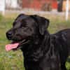 Ivar sucht sein Zuhause mit Herz und Hundeverstand