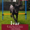 Ivar sucht sein Zuhause mit Herz und Hundeverstand